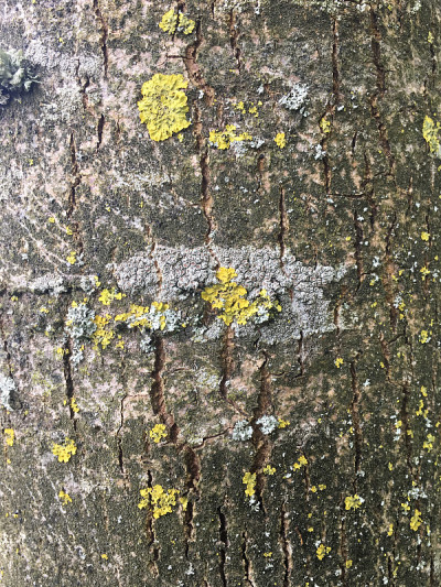 白蜡(Fraxinus excelsior)树- 2018年5月