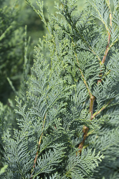 劳森柏树Columnaris