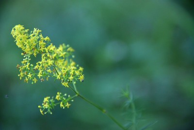 阳光穿过花朵