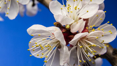 杏树开花