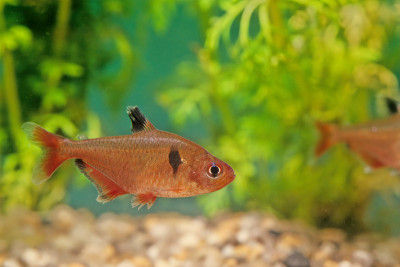 serpae tetra (Hyphessobrycon eques)，也被称为宝石tetra或ca