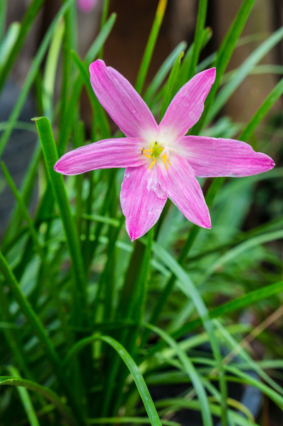 泽菲兰塔斯玫瑰花