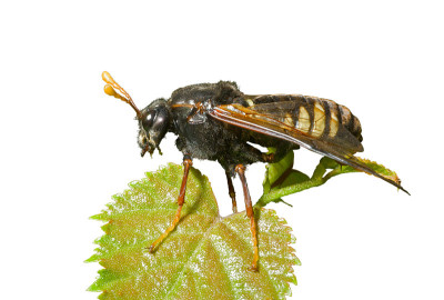 昆虫叶蜂(叶蜂科)