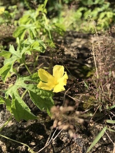 黄色的南瓜花