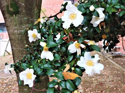 日本。11月。盛开的山茶花。特写镜头。