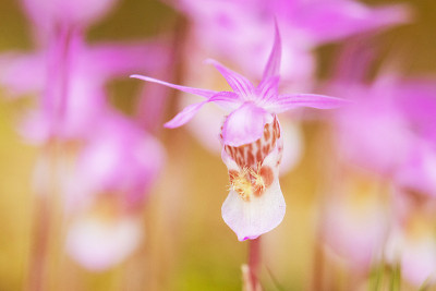 美丽而稀有的北方花魔芋兰，盛开的魔芋