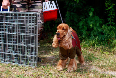 犬种美国可卡犬
