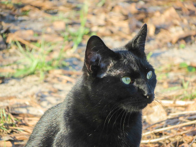 黑色的猫
