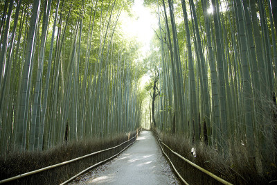 京都岚山的竹林