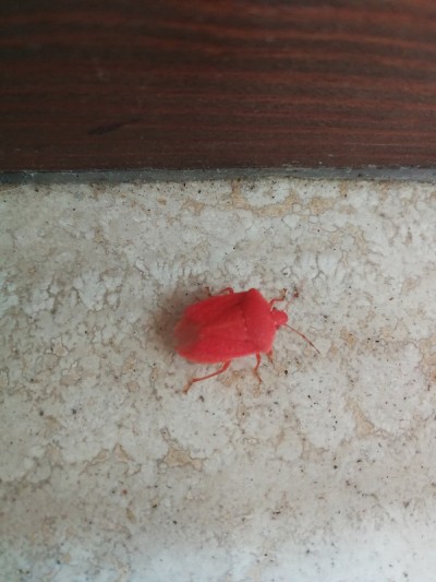 红色的臭虫