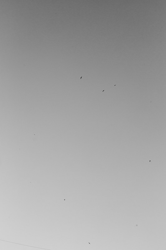 黑白风景照片的天空
鸟,飞