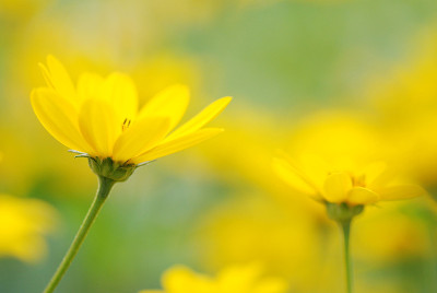 Heliopsis华尔兹在一起