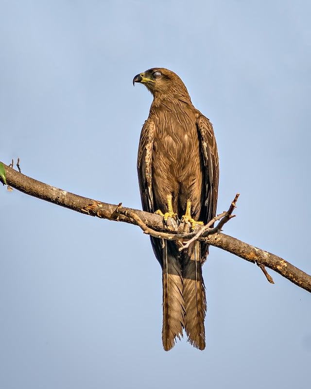 黑色的风筝鸟坐在树顶上。黑鸢(Milvus migrans)是一种中等大小的猛禽，属于鹰科，还包括许