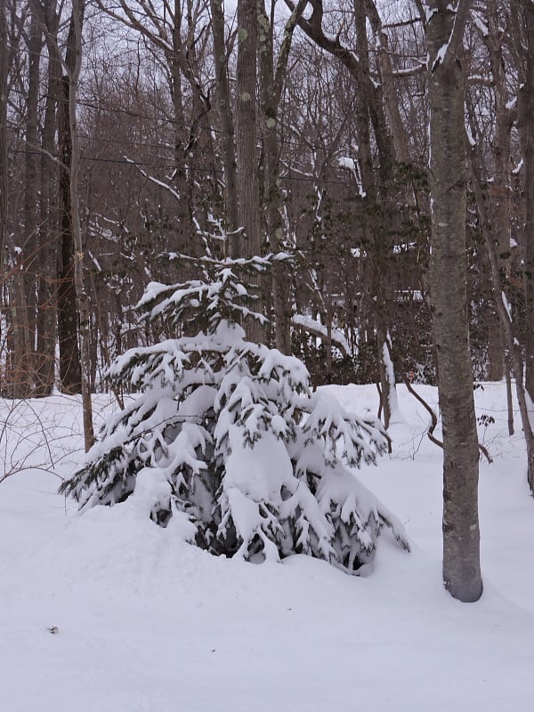 松树上覆盖着雪