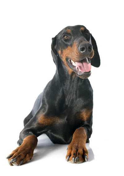 杜宾犬