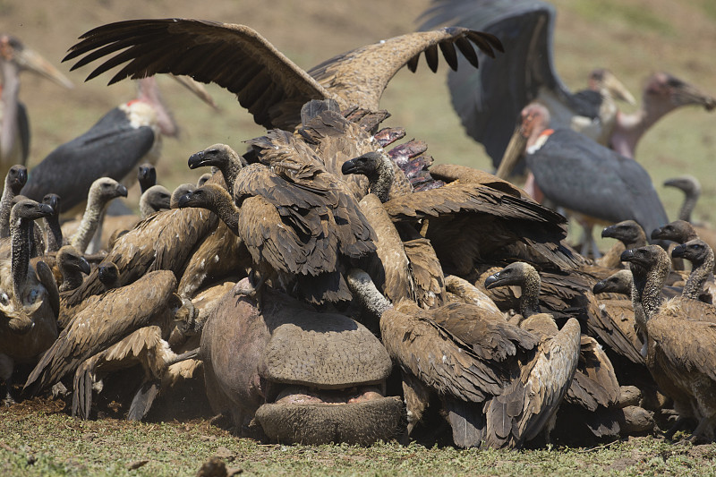 白背秃鹰(Gyps africanus)聚集在河马尸体上(两栖河马)