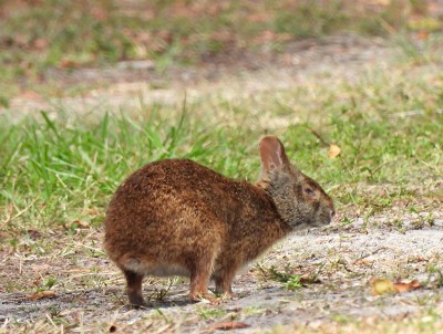 湿地中的沼泽兔(Sylvilagus palustris)