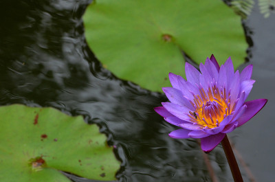 莲花