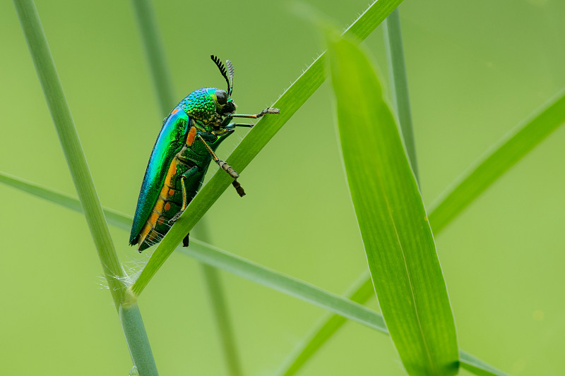 珠宝beetle1