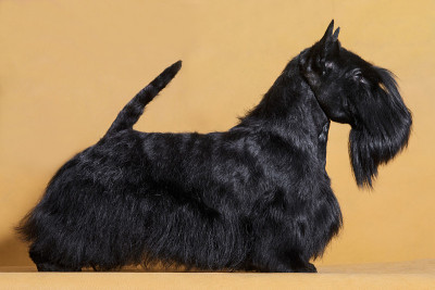 黑色铁丝毛的苏格兰小猎犬是站在机架上黄色的背景