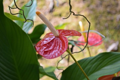 美丽的红掌花