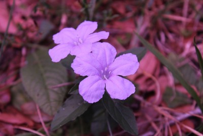 紫色的花
