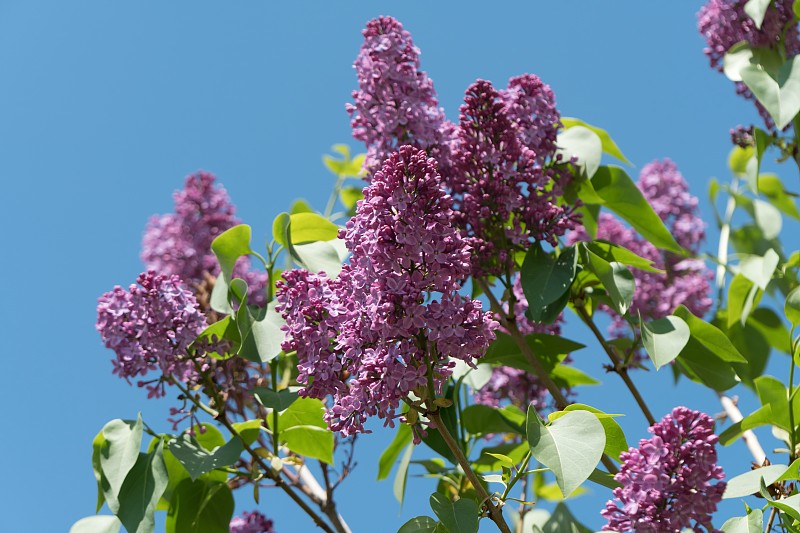 普通丁香开花枝。Syrínga vulgáris)，背景是蔚蓝无云的天空。