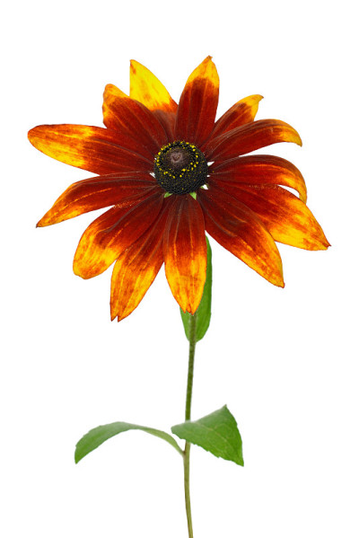 黄雏菊属花孤立