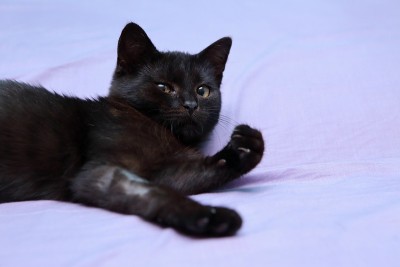 猫