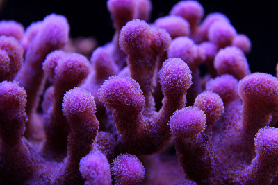珊瑚礁水族馆里的粉红色柱花草生珊瑚