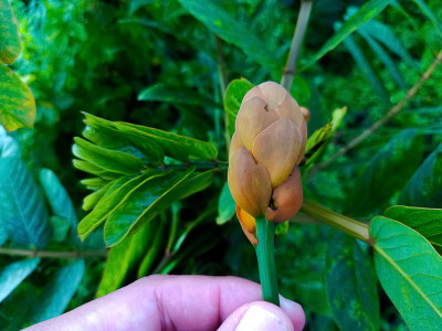 桂枝是一种重要的药用树木，又称皇帝烛台、蜡烛丛、烛台丛、圣诞蜡烛、皇后蜡烛树、癣灌木或蜡烛树