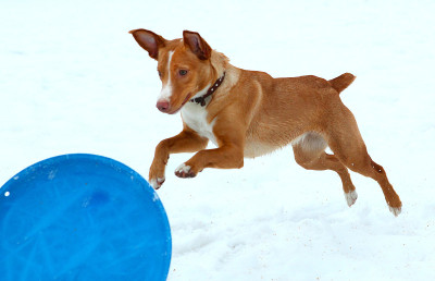 红猎犬男孩在雪公园玩飞盘