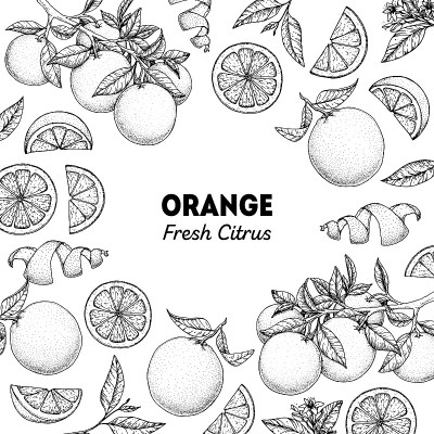 橙色手绘包装设计。矢量插图。菜单设计的橙色草图，宣传册插图。黑白设计。柑橘橘框插图。可用于包装设计。