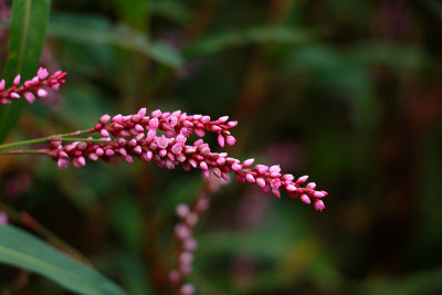 ladyâs拇指花或黄桃属植物
