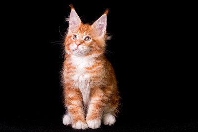 黑色背景上的缅因猫。
