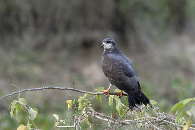 蜗牛风筝 Rostrhamus sociabilis