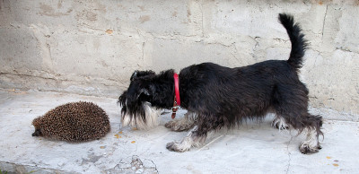 迷你雪纳瑞犬和刺猬
