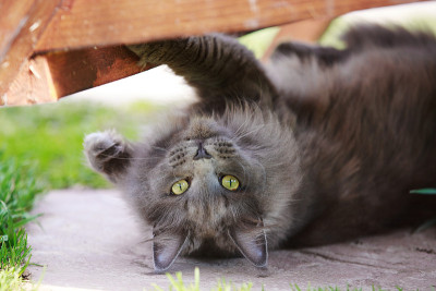 灰色毛茸茸的缅因猫在街上玩耍