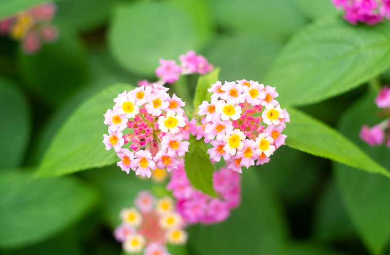 红色马缨丹花盛开在冲绳