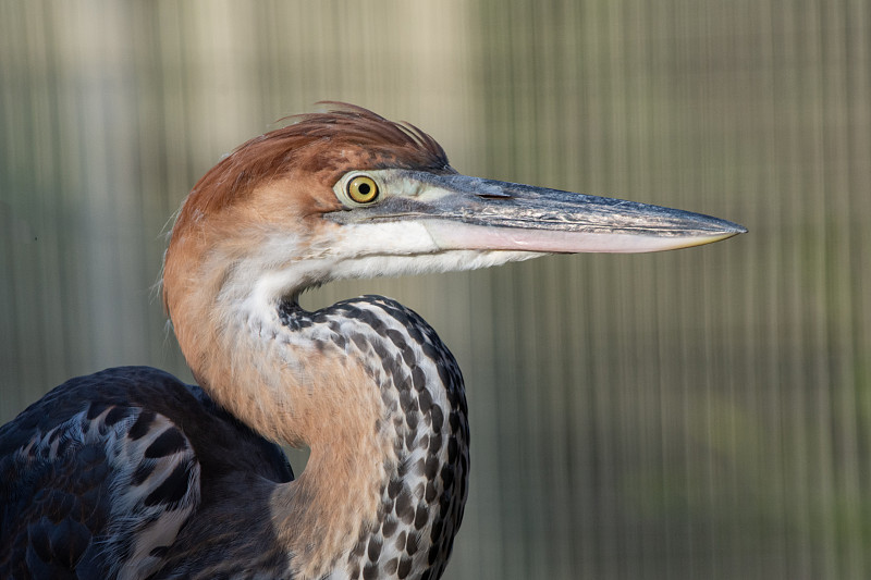 一只歌利亚苍鹭(Ardea Goliath)，也被称为巨型苍鹭的头部特写。