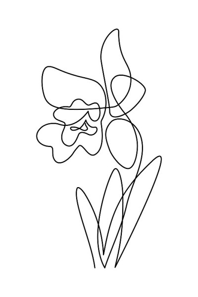 兰花的花
