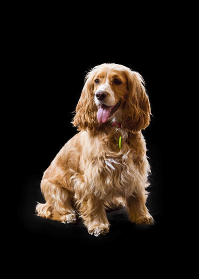 黑色背景中的可卡犬