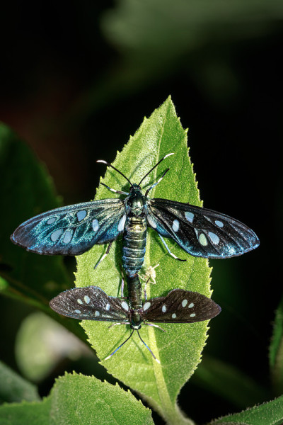 两只Heady Maiden moth (Amata kuhlweini)正在交配，乌干达，非洲