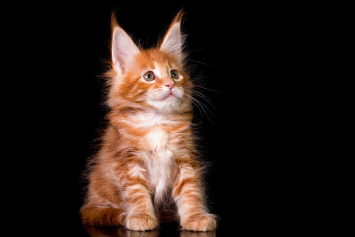 黑色背景上的缅因猫。