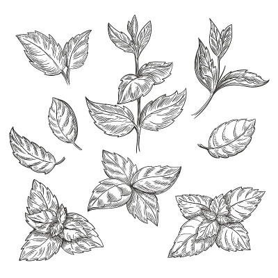 薄荷手绘矢量图