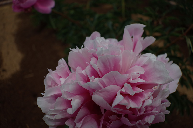 花的牡丹