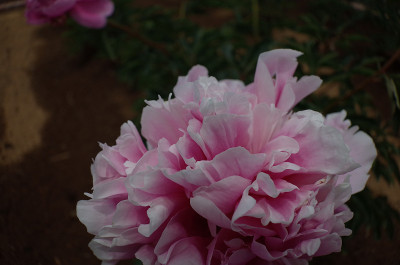 花的牡丹