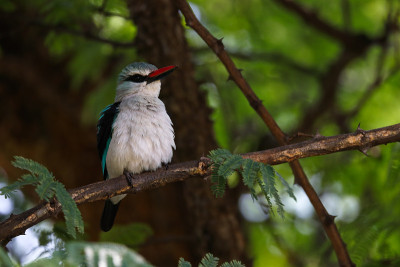 林地翠鸟在树上皱起羽毛(Halcyon senegalensis)