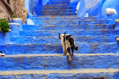 摩洛哥切夫沙万的麦地那地区的猫。这座城市也被称为Chaouen，以其蓝色的建筑而闻名，这使得Chef