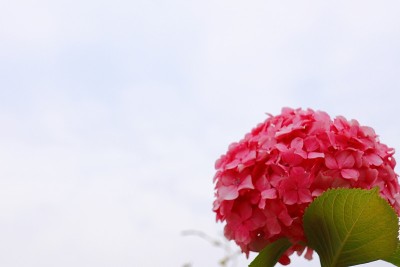 绣球花